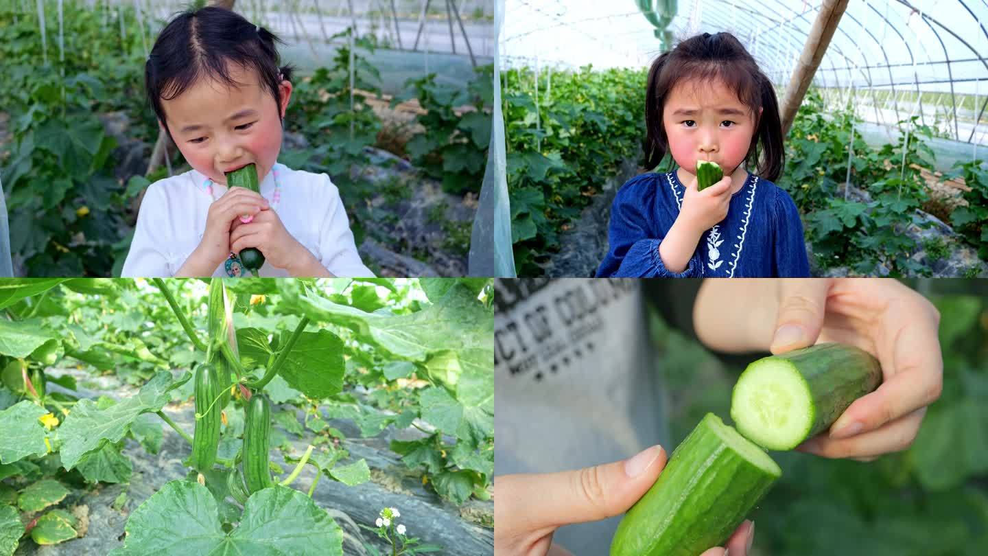 水果黄瓜种植 小朋友吃水果黄瓜