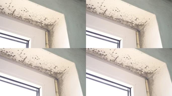 霉菌菌落在建筑物内生长。建筑窗户头部门框上的室内模具