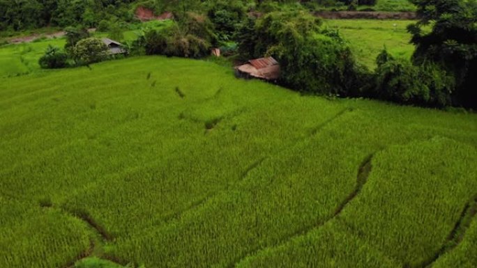 标题: 4k无人机拍摄绿色农业领域，山地，东南亚，热带天气，泰国，自然质地，户外种植，亚洲乡村，绿草