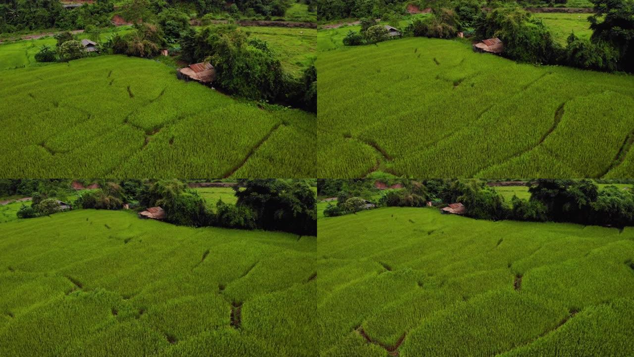标题: 4k无人机拍摄绿色农业领域，山地，东南亚，热带天气，泰国，自然质地，户外种植，亚洲乡村，绿草