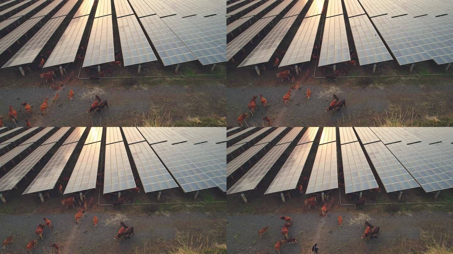 放养在在太阳能发电场内一群牛
