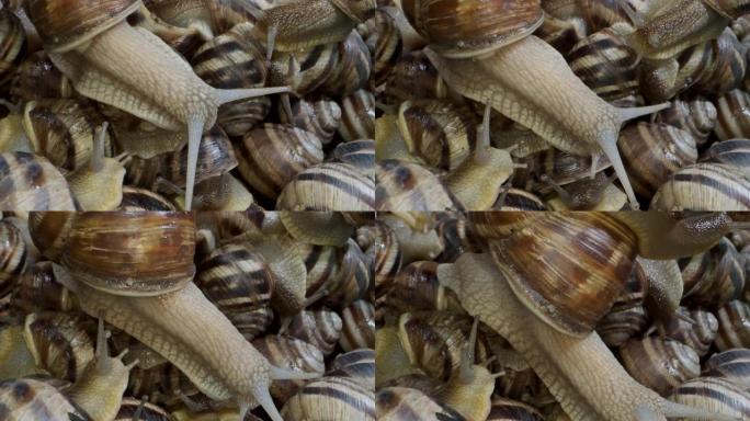 饲养时农场活跃的小蜗牛。活湿蜗牛的背景。超级微距2:1，顶视图-4K/60fps