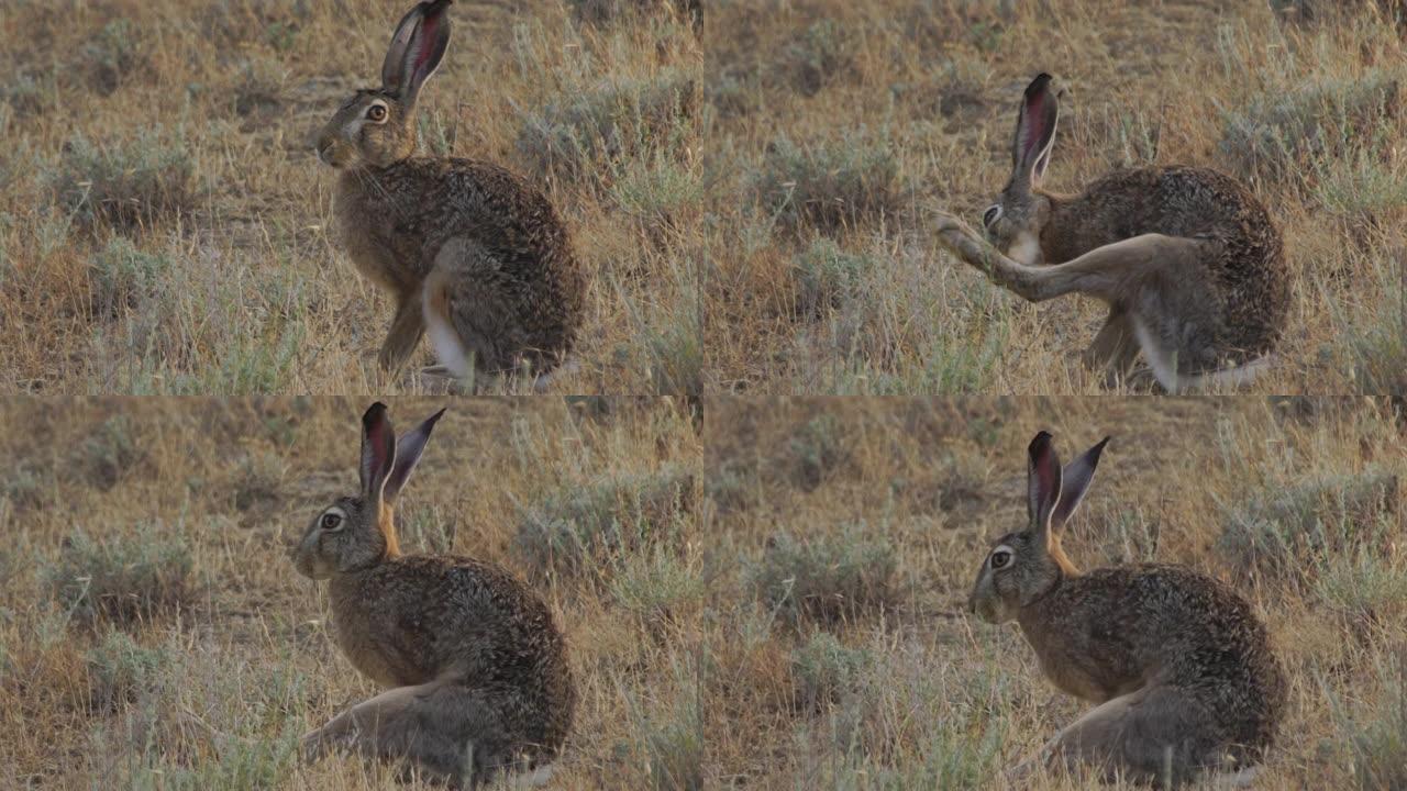 欧洲野兔 (Lepus europaeus)