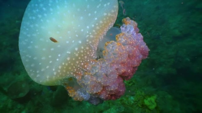 水母美杜莎在加勒比海水下特写。