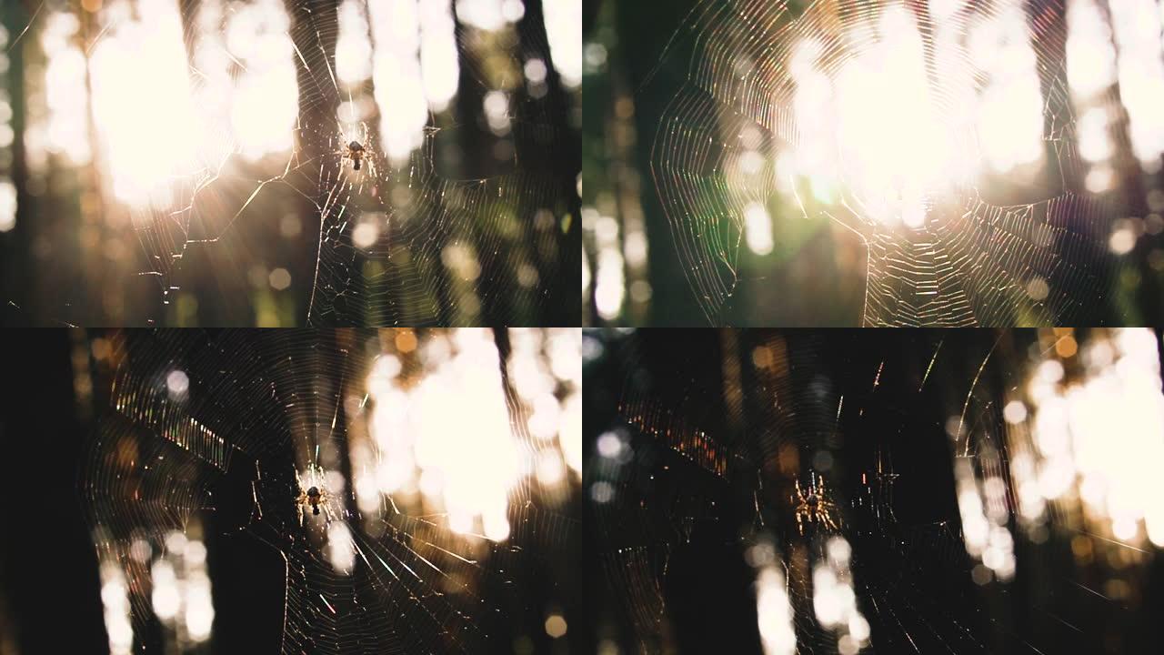Web。背光灯中有蜘蛛的网