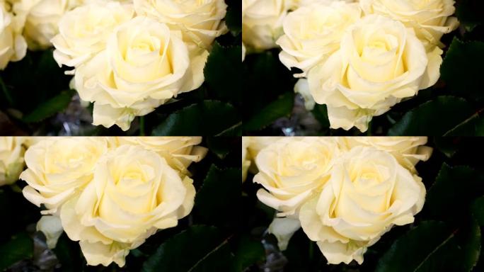 迷人的特写镜头，白色玫瑰，浪漫的花瓣，可爱的香气和棘手的茎放在精品店的桶中。它们看起来很好。