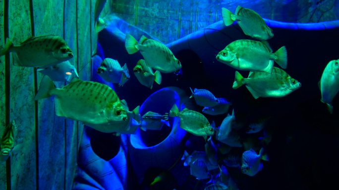 海洋馆水族馆海底世界鱼群