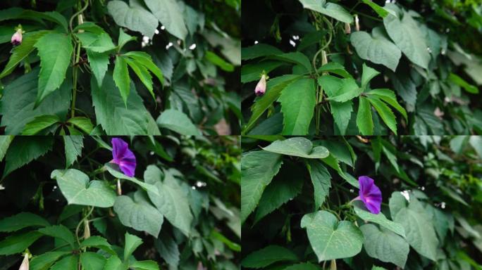 带有紫罗兰花的树篱叶子