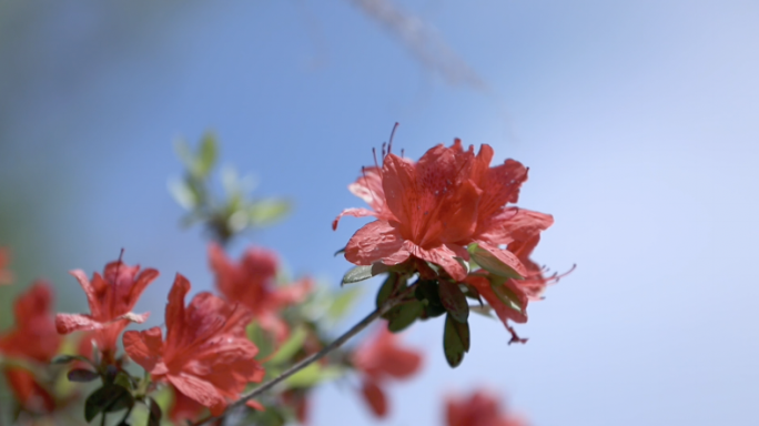 春光旖旎杜鹃花特写合集4K