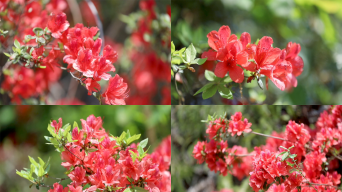 春光旖旎杜鹃花特写合集4K