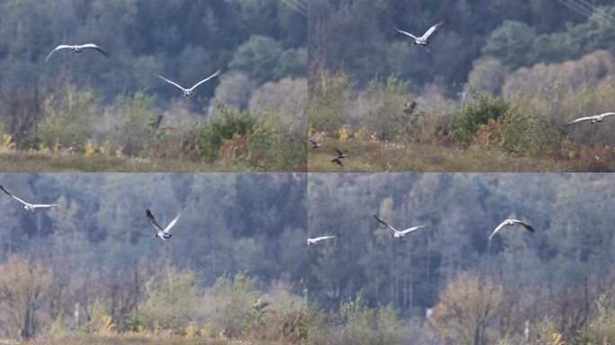 黑颈鹤飞行的慢动作
