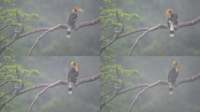 双角犀鸟在雨雾缭绕中的热带雨林中