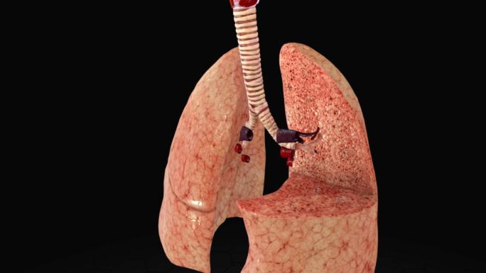 人体肺部三维动画