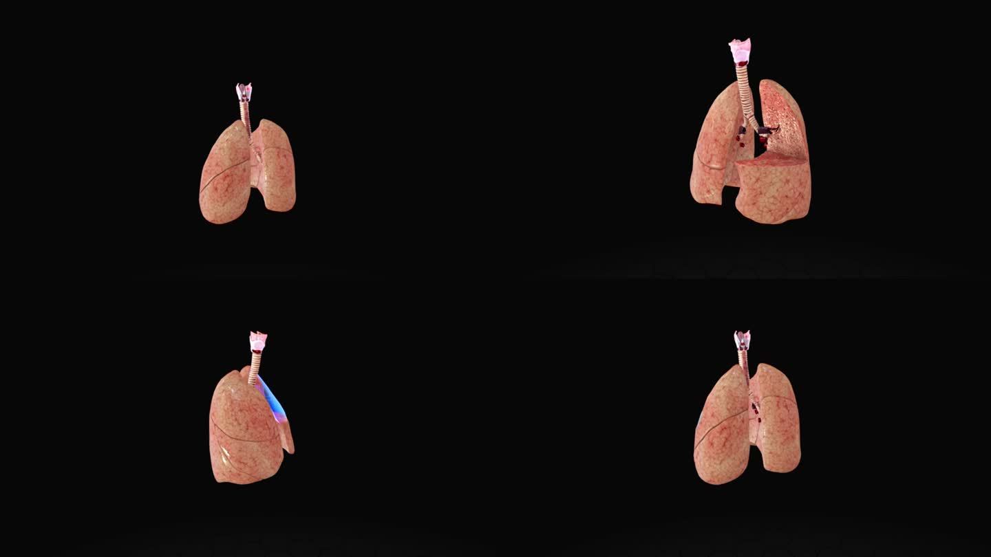 人体肺部三维动画