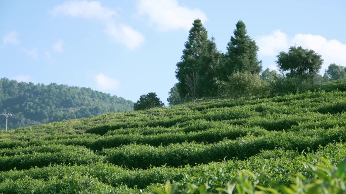 普洱 茶叶基地 茶山