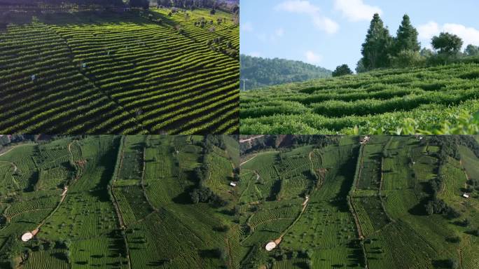 普洱 茶叶基地 茶山