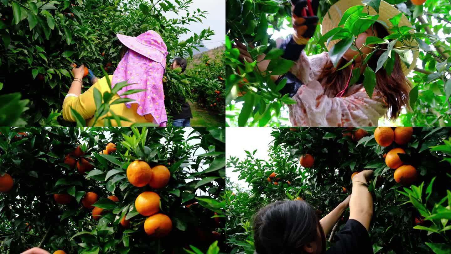 农民在果园收果 沃柑 柑橘 橘子