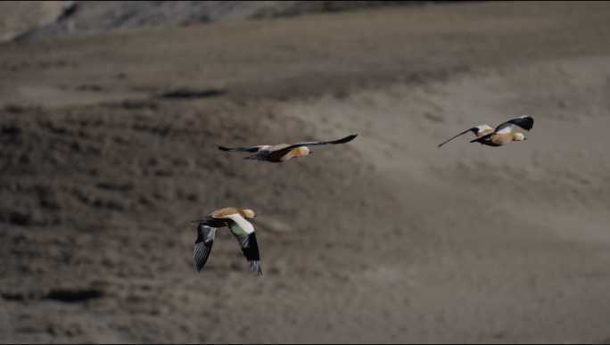自然湿地保护区 鸟 赤麻鸭 飞翔
