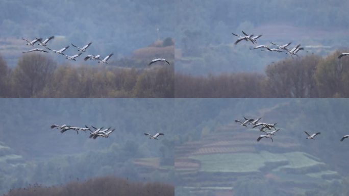 编队飞行的黑颈鹤慢动作视频