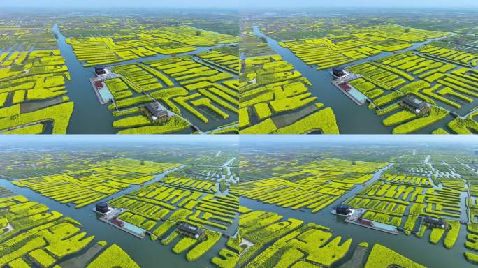 航拍江苏省兴化千垛景区春季油菜花风景