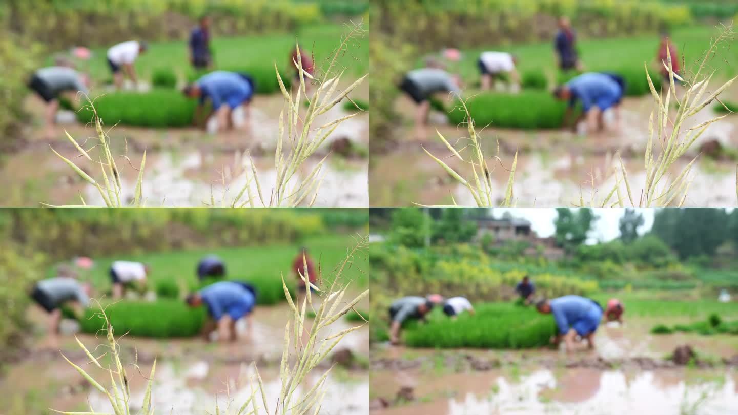 谷雨时节农民插秧