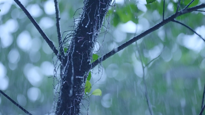 暴雨下雨谷雨雷雨天