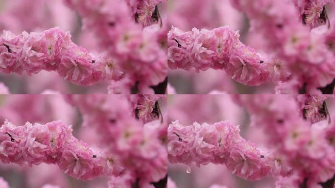 风雨拍打的花儿