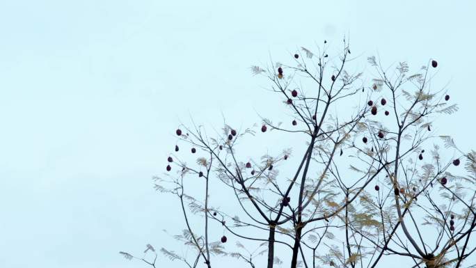 【4K】冬景枯树意境空镜