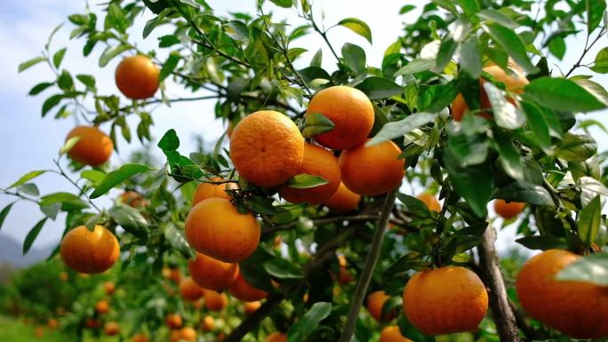 沃柑果园环境 柑橘 橘子