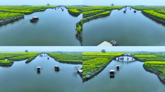 航拍江苏省兴化千垛景区春季油菜花风景