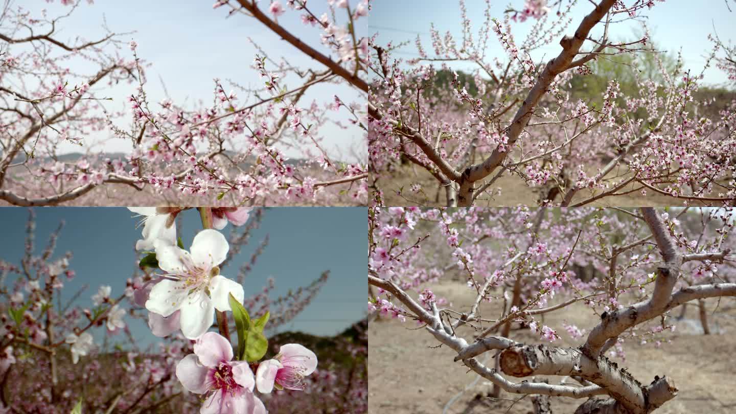 桃花 花开 桃花盛开 十里桃花 桃园春色