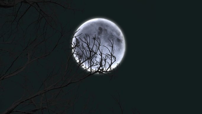 树梢月亮空镜