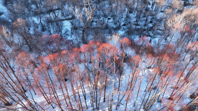 航拍早春雪原红柳林