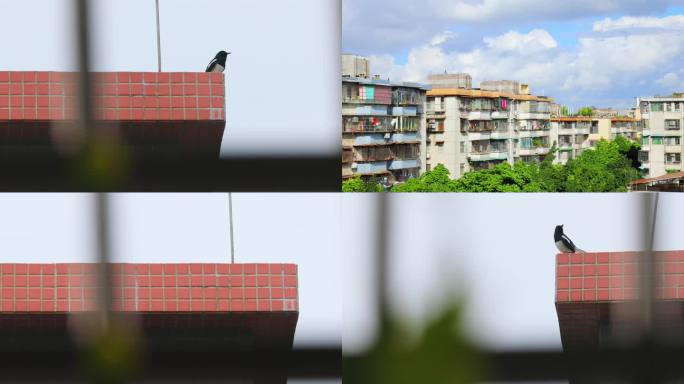 屋顶上欢快鸣叫的鹊鸲鸟