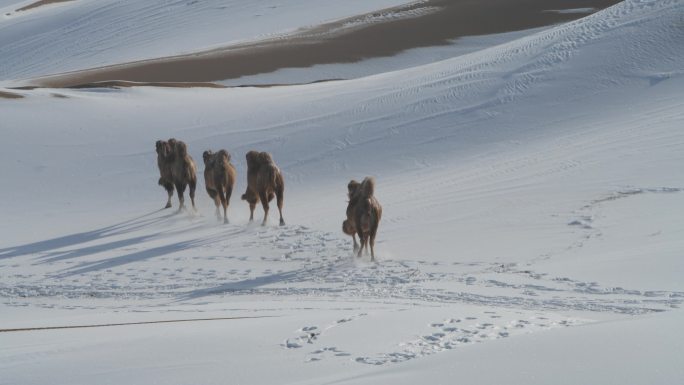 沙漠雪与骆驼