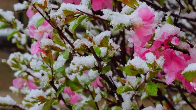 青海 春季 雪中桃花 花朵 春雪