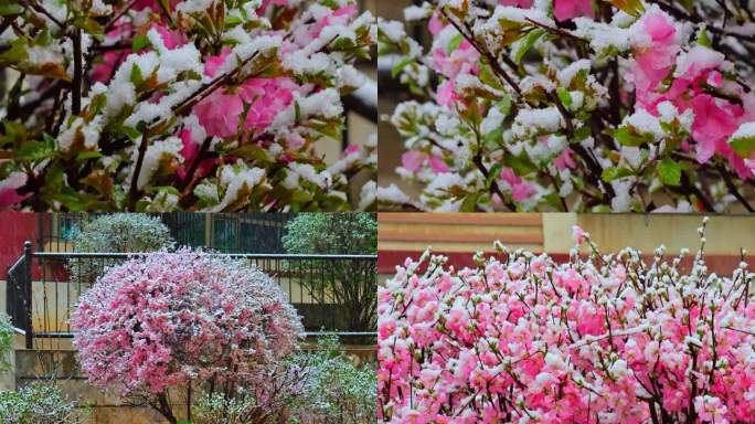 青海 春季 雪中桃花 花朵 春雪