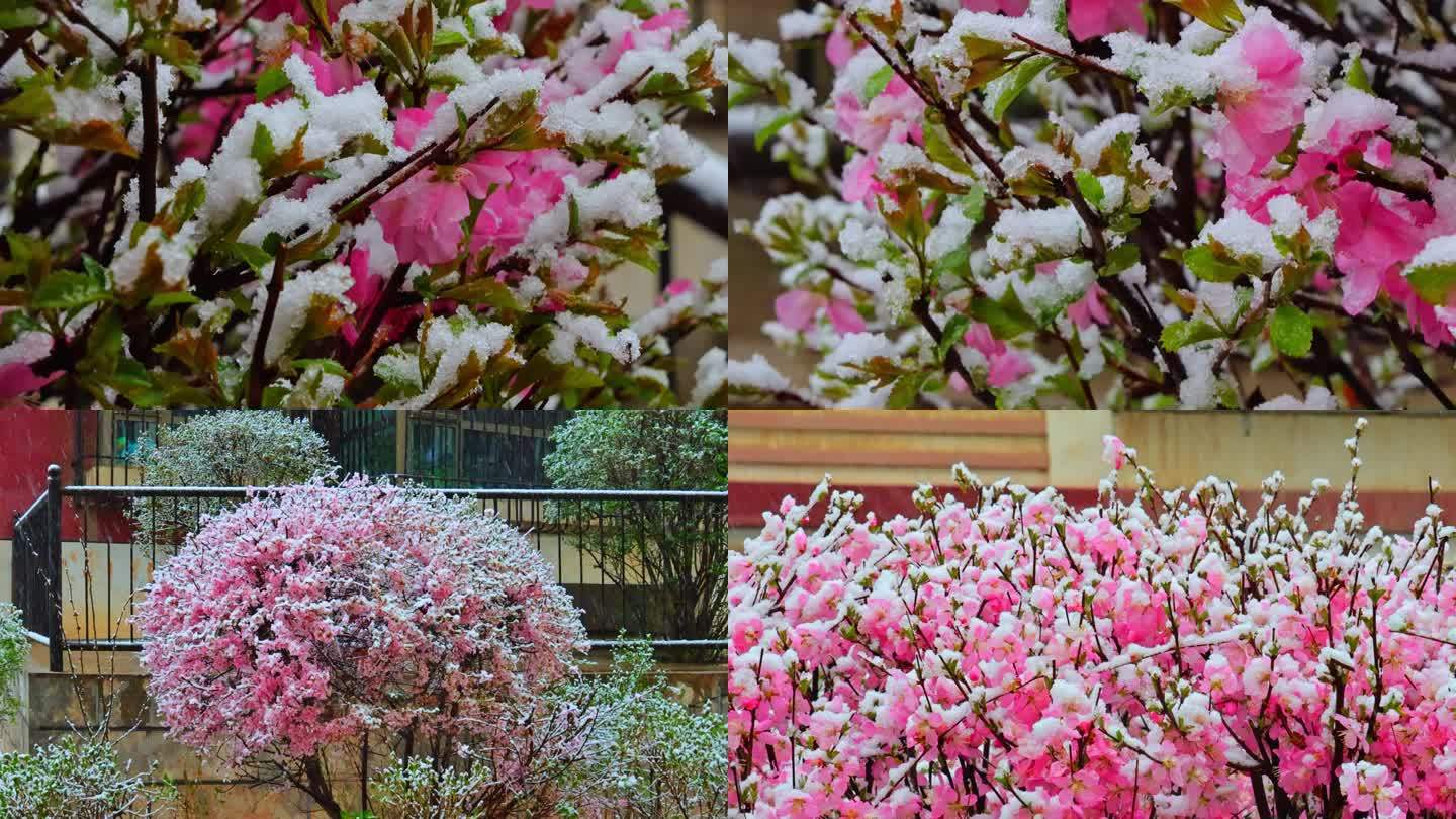 青海 春季 雪中桃花 花朵 春雪