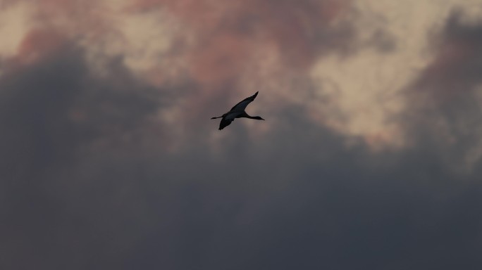 鹤在乌云彩霞中飞行的慢动作