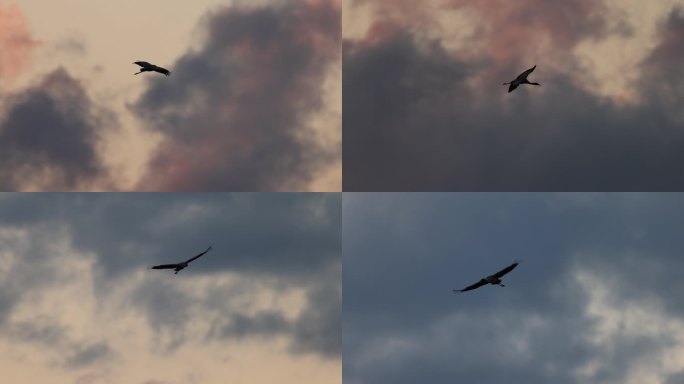 鹤在乌云彩霞中飞行的慢动作
