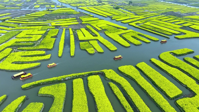 航拍江苏省兴化千垛景区春季油菜花风景