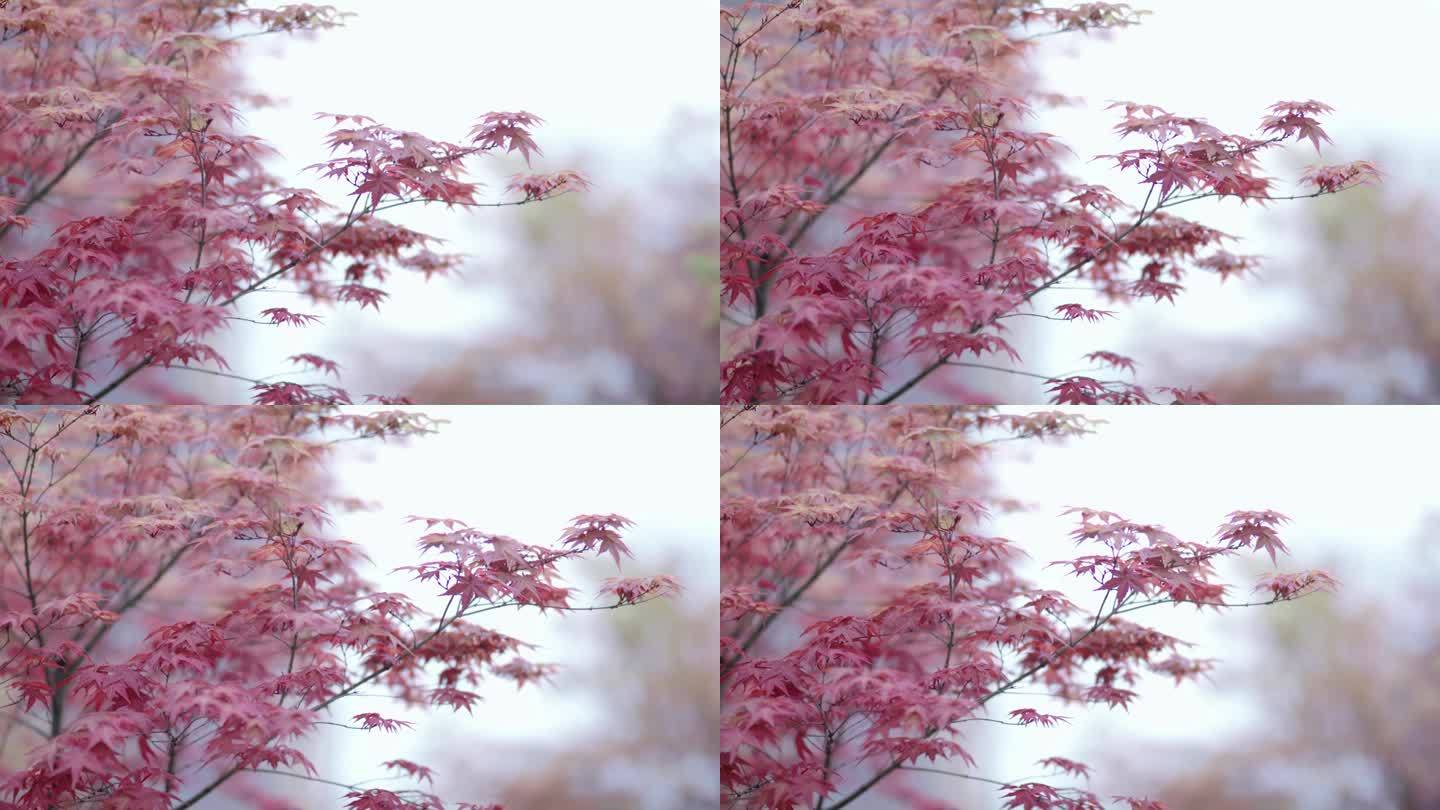 【4K】唯美红色树叶意境空镜