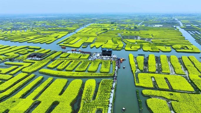 航拍江苏省兴化千垛景区春季油菜花风景