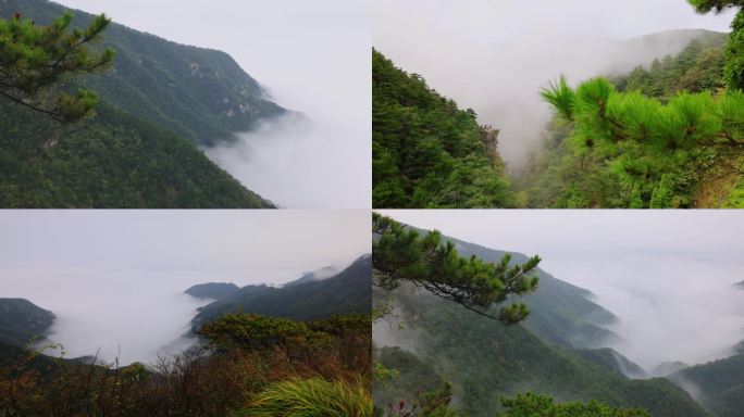 民宿阴雨天，观松林云雾