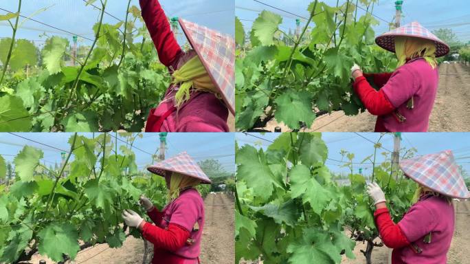 乡村自留地种果树田园生活