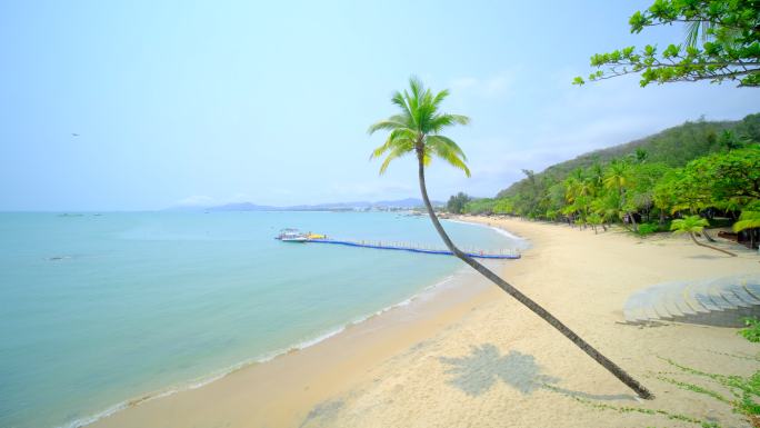 椰树沙滩 一颗椰子树 海边 海滩