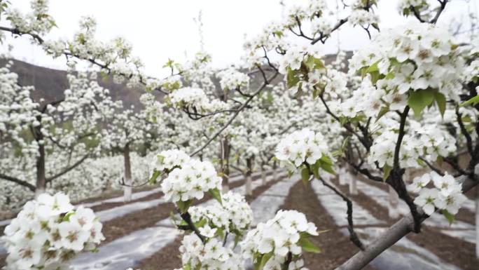 梨花 梨树