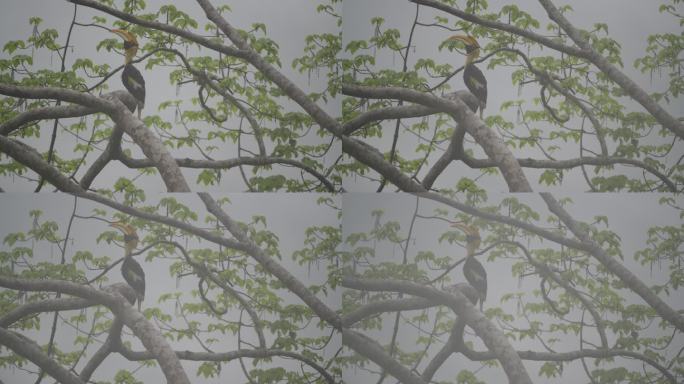 淋雨的双角犀鸟