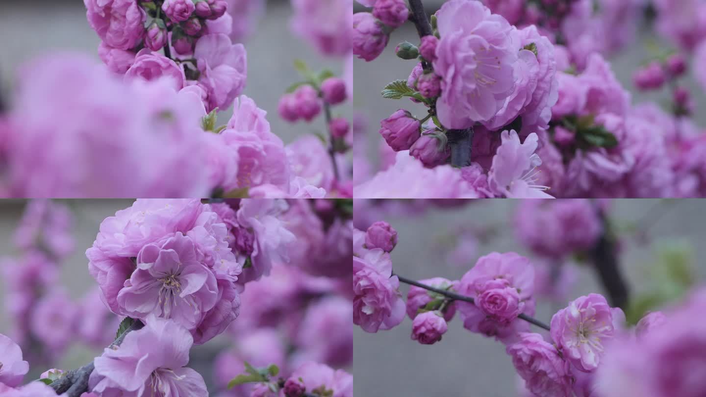 春暖花开桃花林春天的桃花盛开