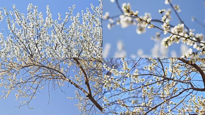 春天花开季节绽放桃花白桃花白碧桃